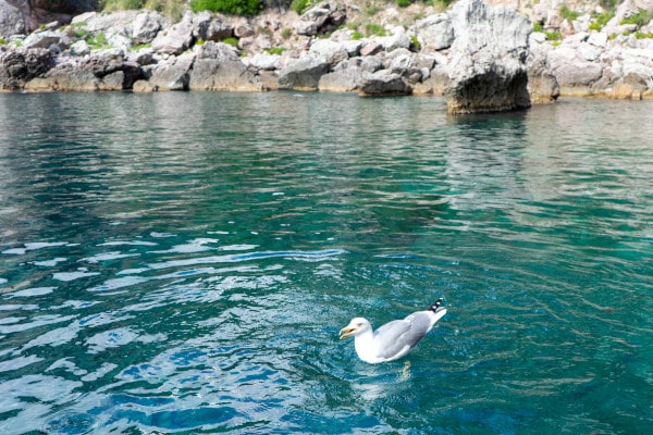 Escursioni in Barca a Taormina e Giardini Naxos con La Rosa dei Venti